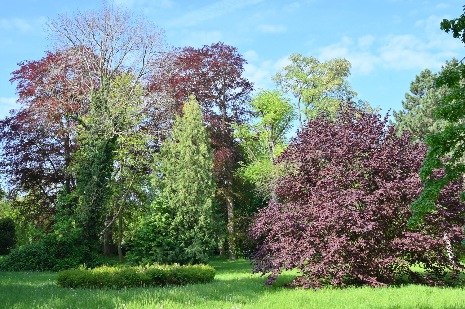 Corylus maxima 'Purpurea' - Anklam - Mai 2024