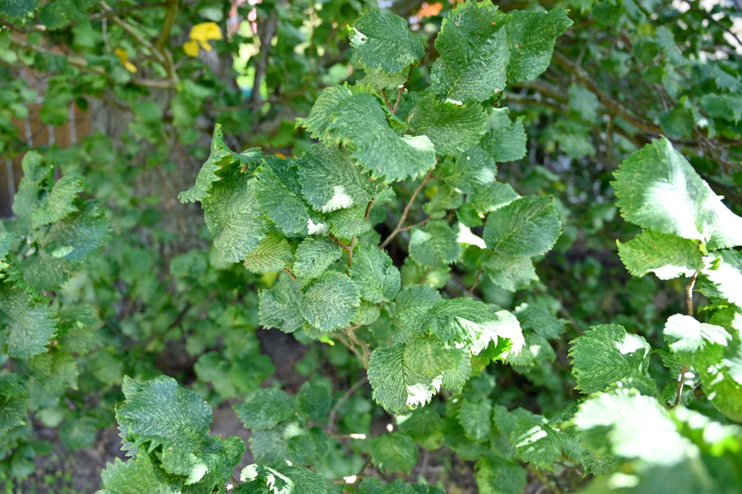Ulmus glabra 'Exoniensis' - Stülpe, Baruther Urstromtal - September 2022