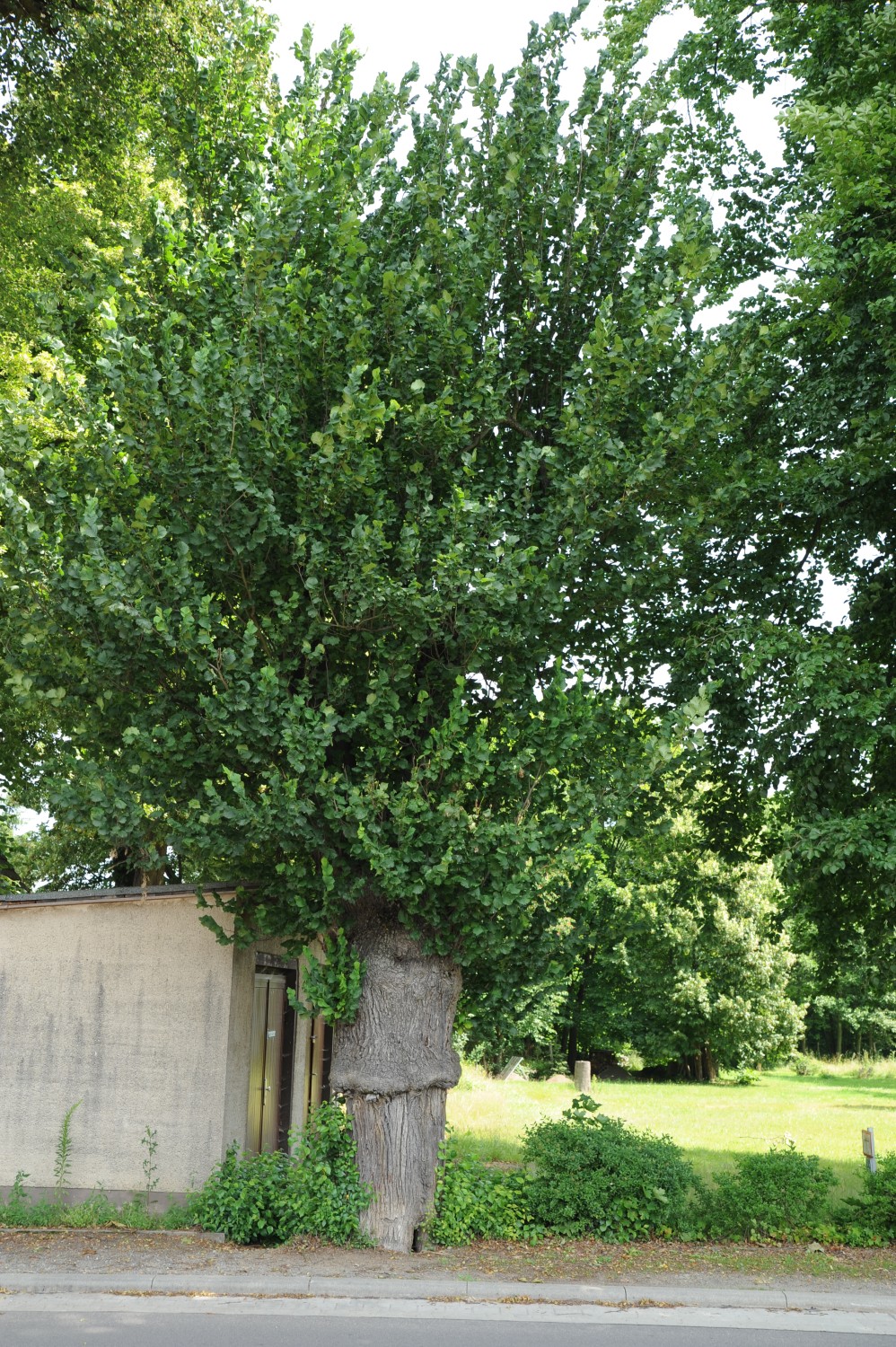 Ulmus glabra 'Exoniensis' - Jerischke - Juni 2012