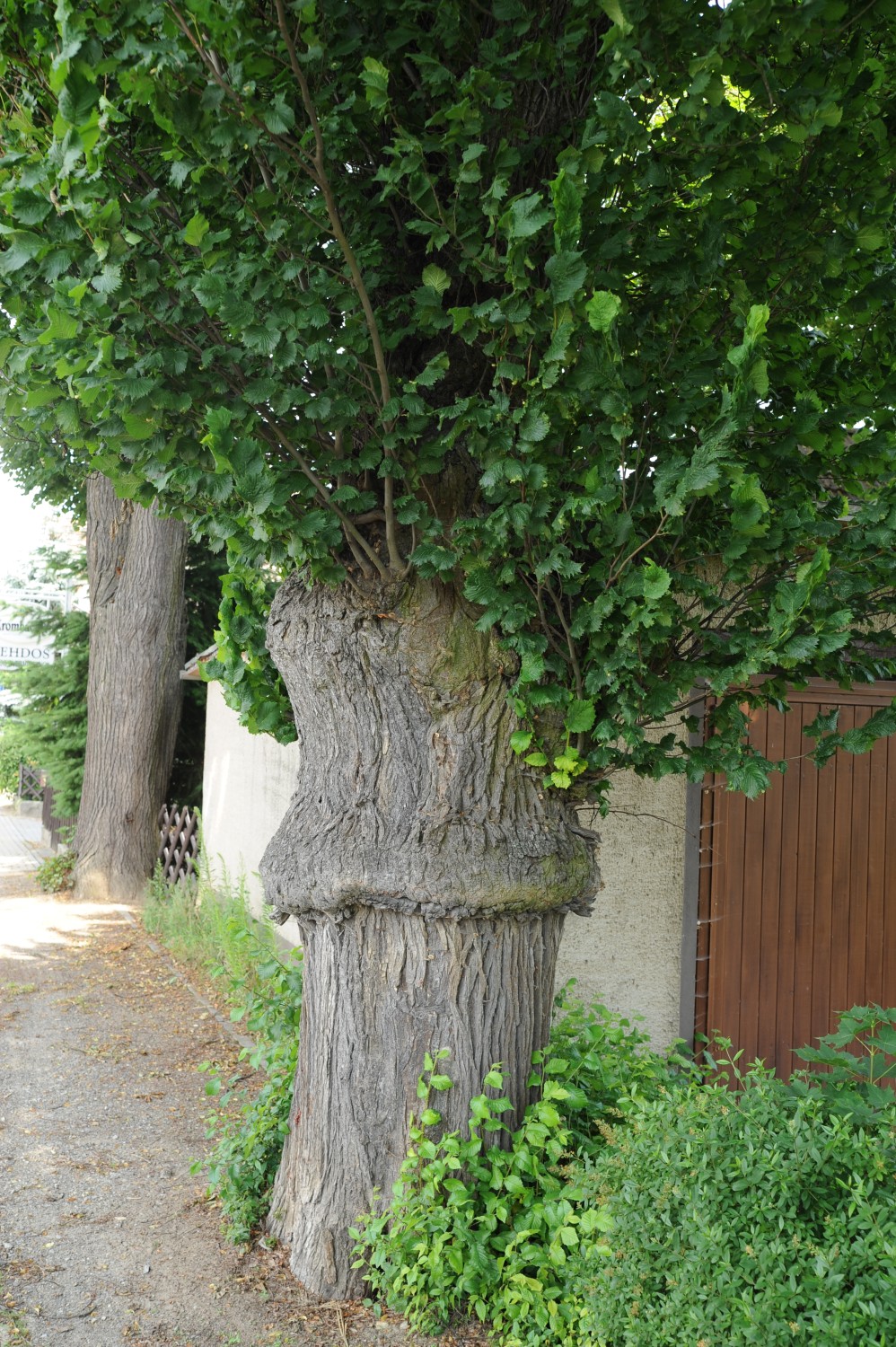 Ulmus glabra 'Exoniensis' - Jerischke - Juni 2012