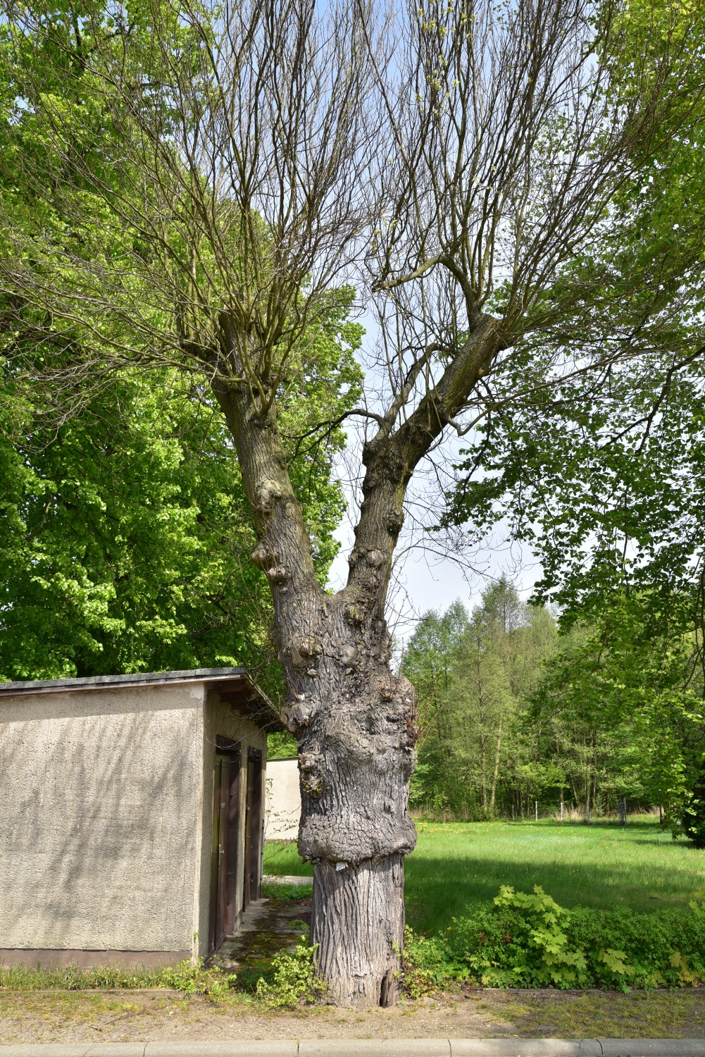 Ulmus glabra 'Exoniensis' - Jerischke - April 2018