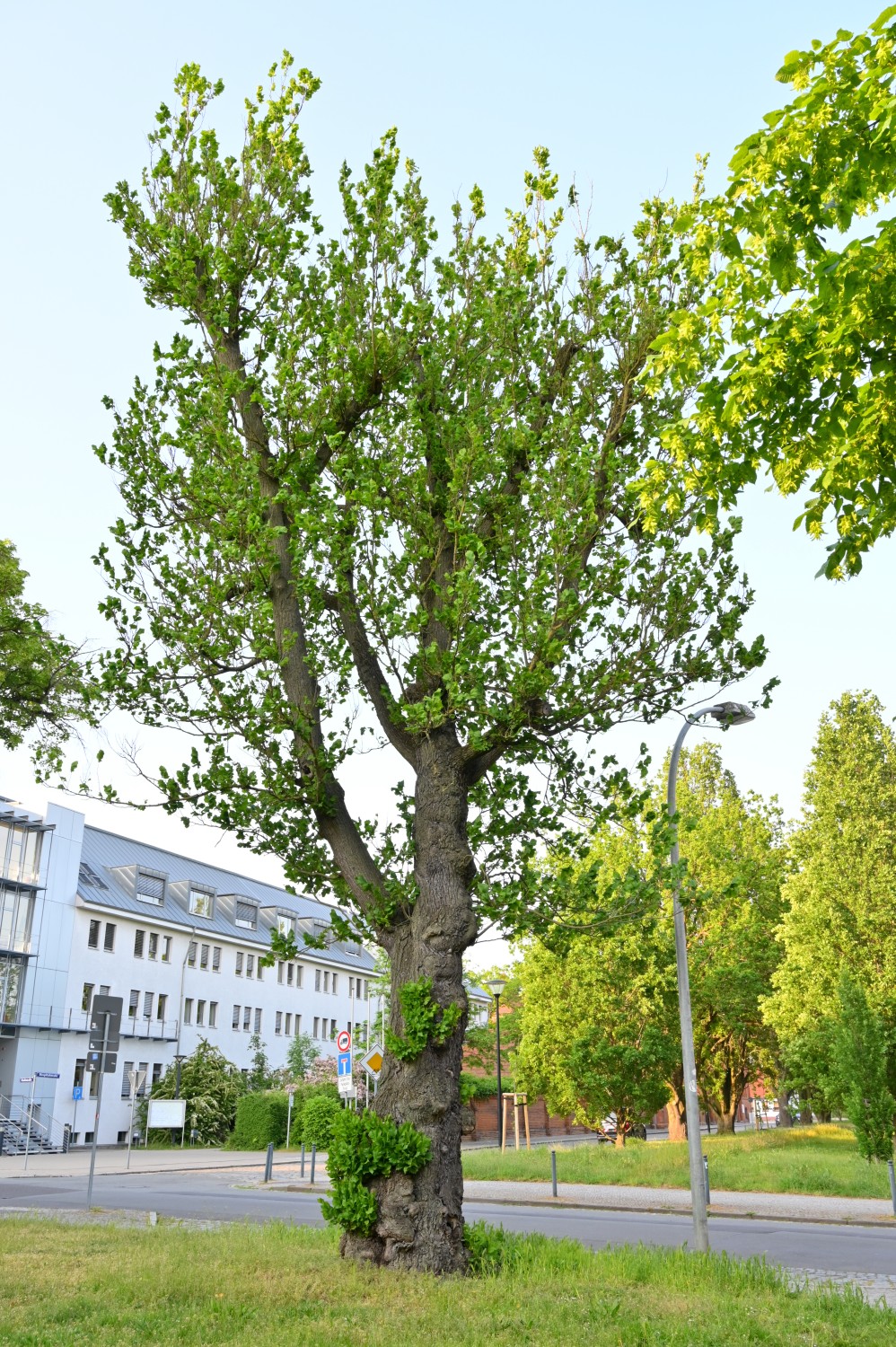 Ulmus glabra 'Exoniensis' - Stendal - Mai 2023