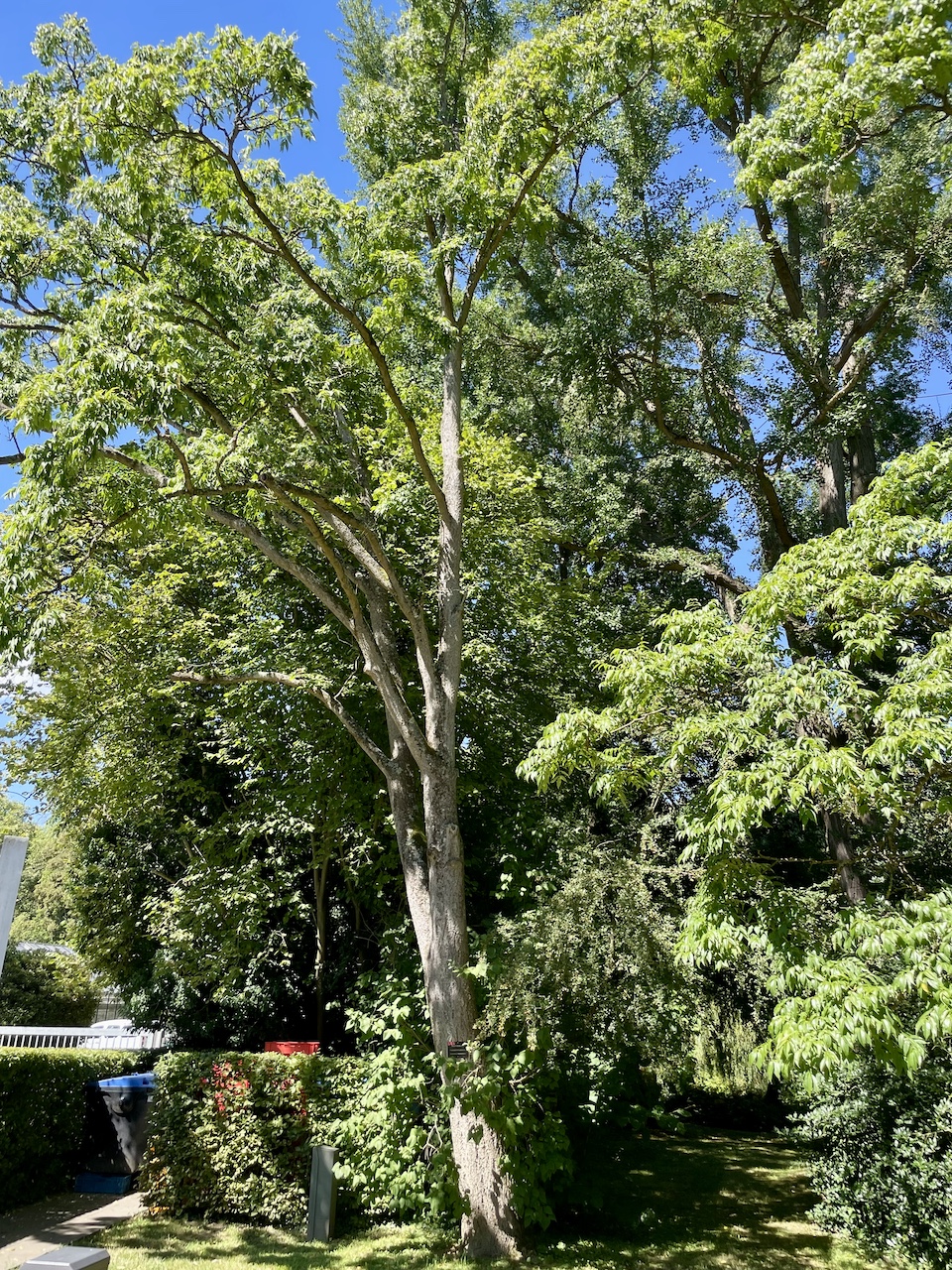 Phellodendron amurense - Bad Homburg - August 2024