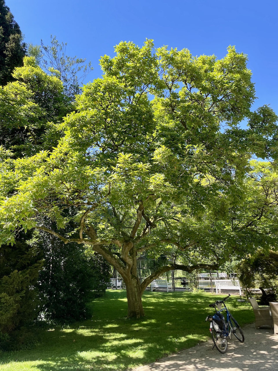 Magnolia × soulangeana - Bad Homburg - August 2024