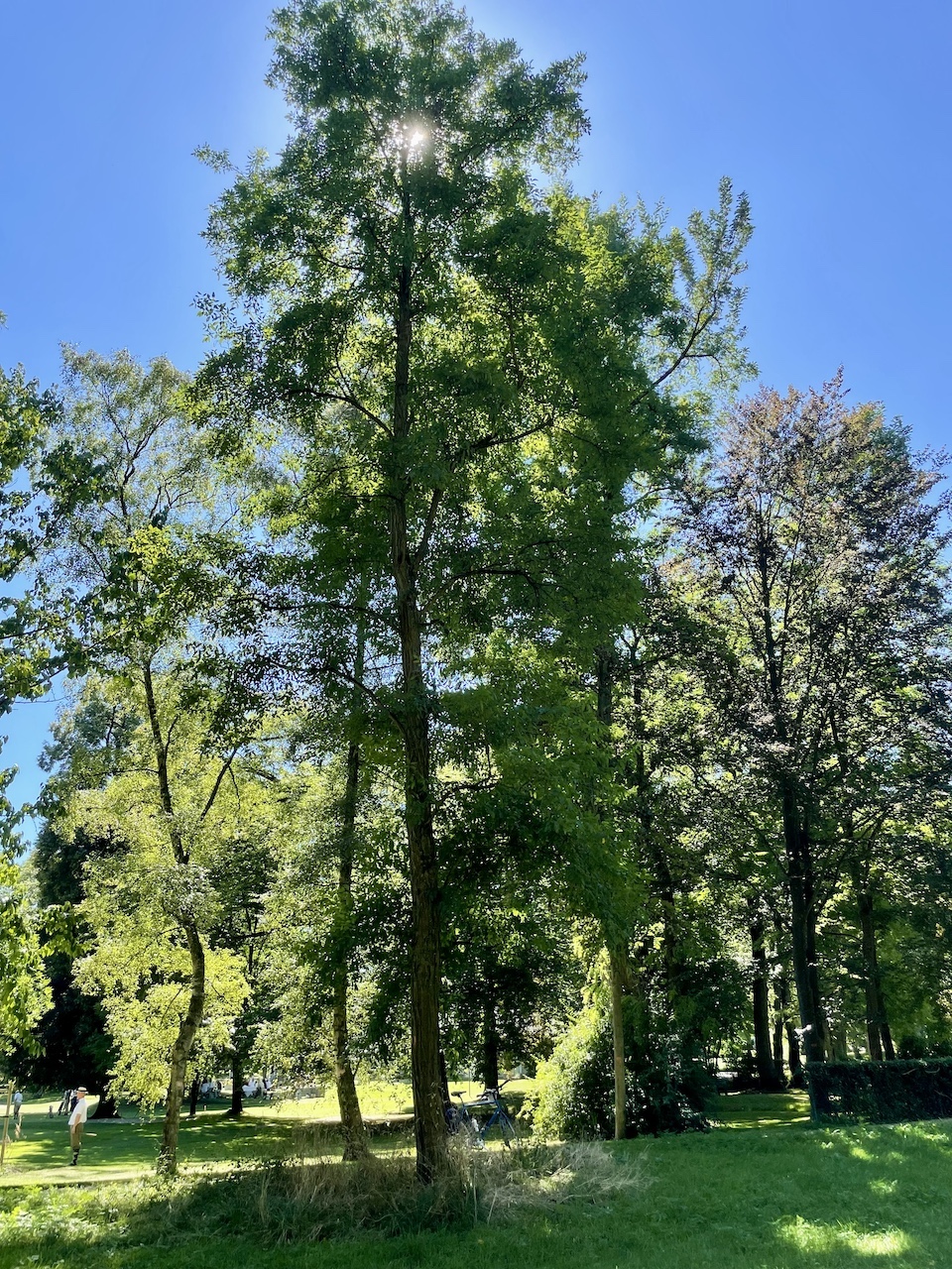Robinia pseudoacacia 'Unifoliola' - Bad Homburg - August 2024