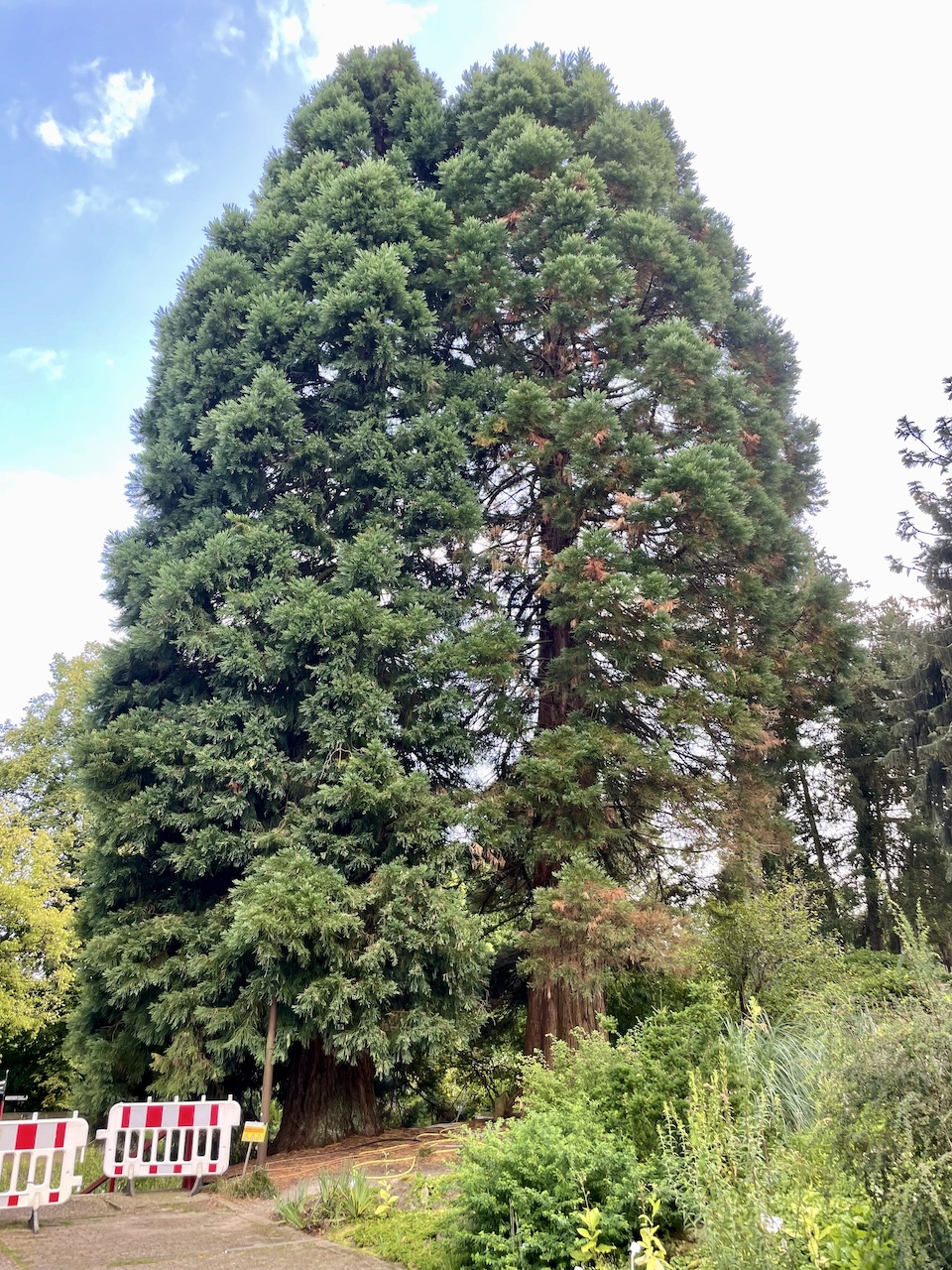 Sequoiadendron giganteum - Bochum - August 2024