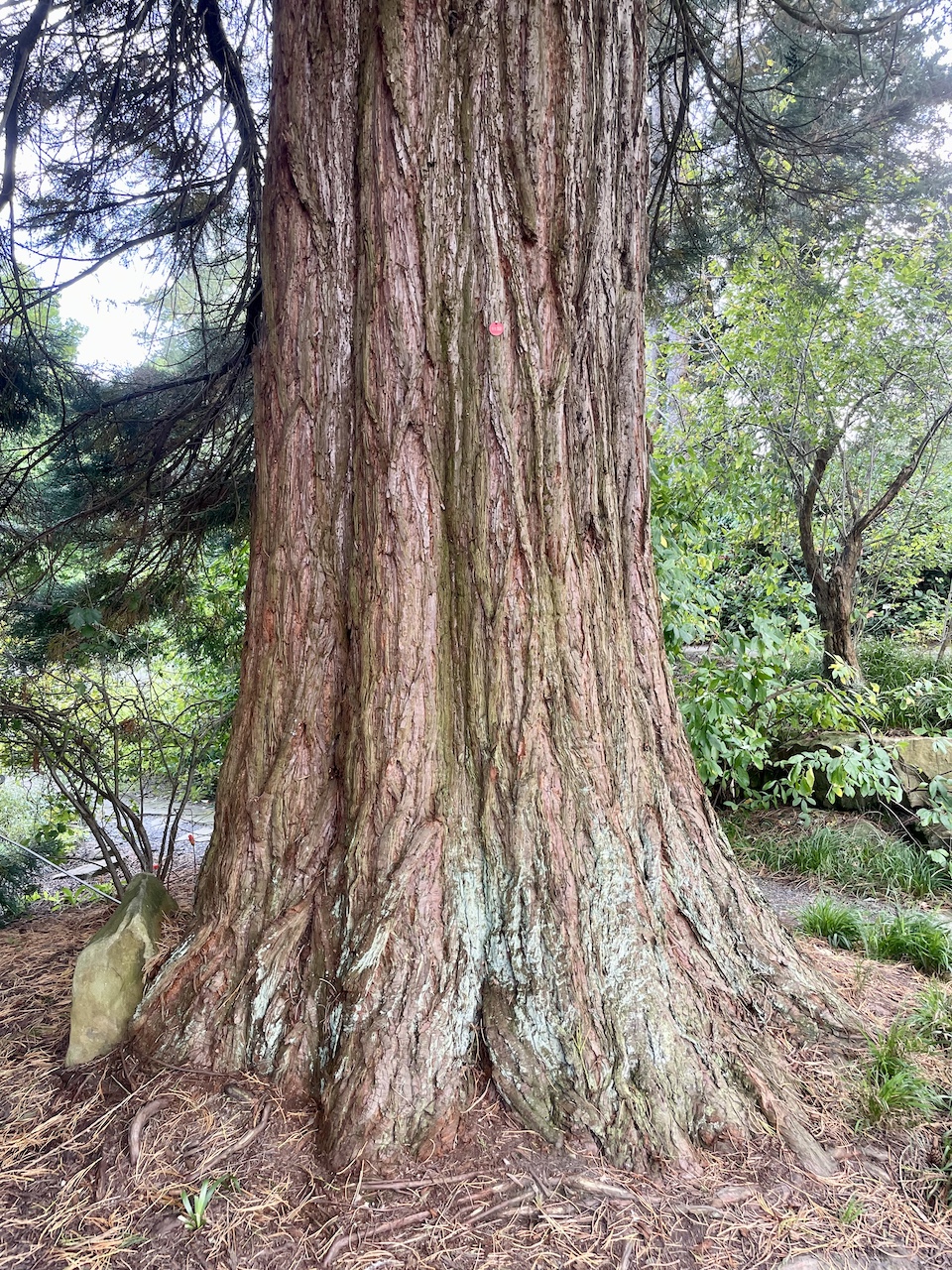 Sequoiadendron giganteum - gemeldeter Baum rechts - Bochum - August 2024