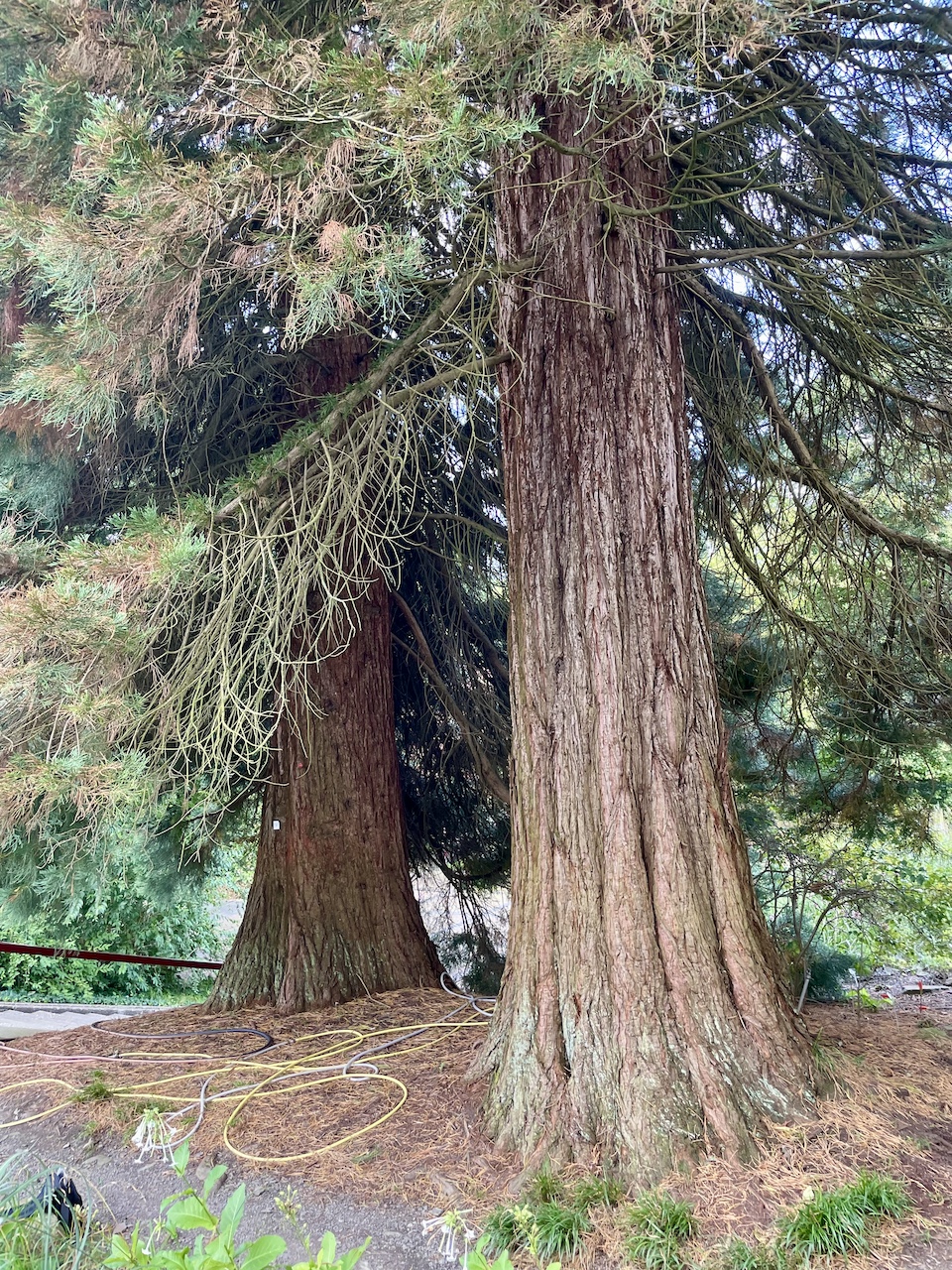 Sequoiadendron giganteum - Bochum - August 2024