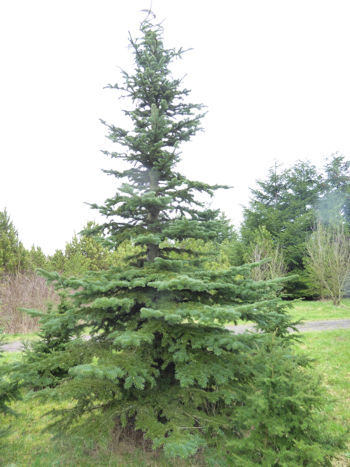 Abies lasiocarpa - Tharandt - März 2023