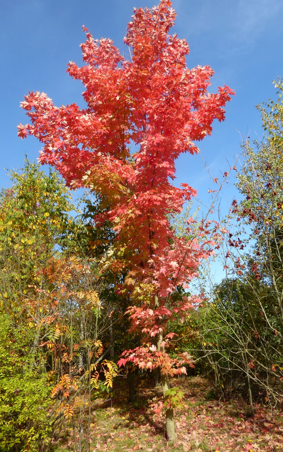 Acer saccharum subsp. nigrum - Tharandt - Okt. 2023