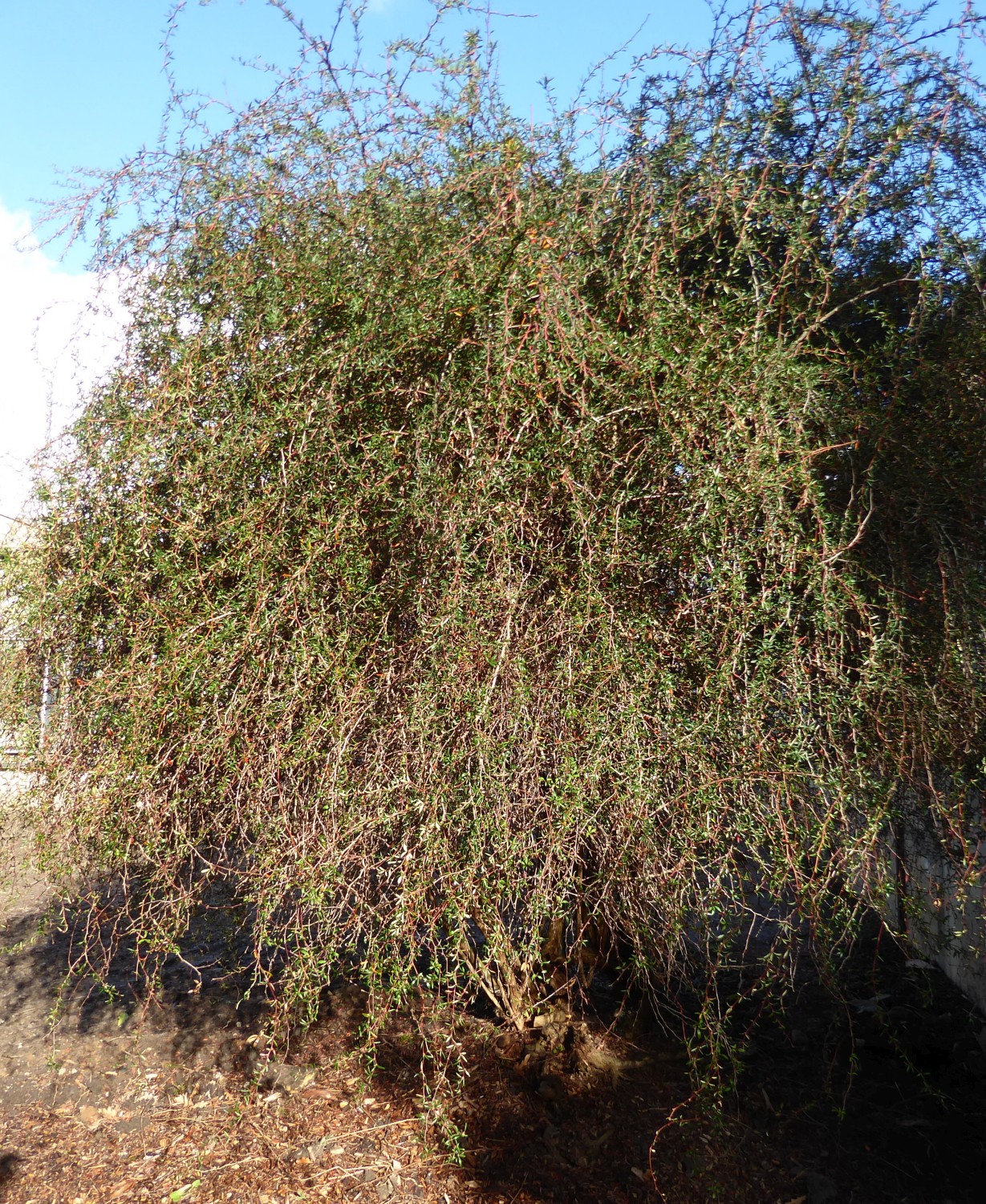 Berberis × stenophylla - Dresden - Januar 2025