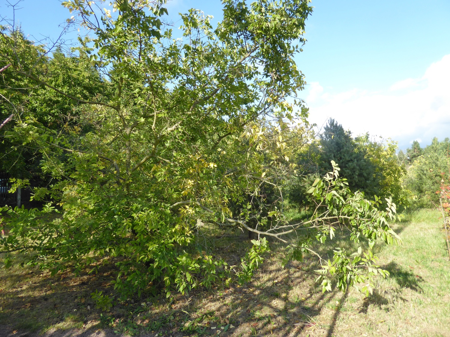 Celtis reticulata - Tharandt - Okt. 2023