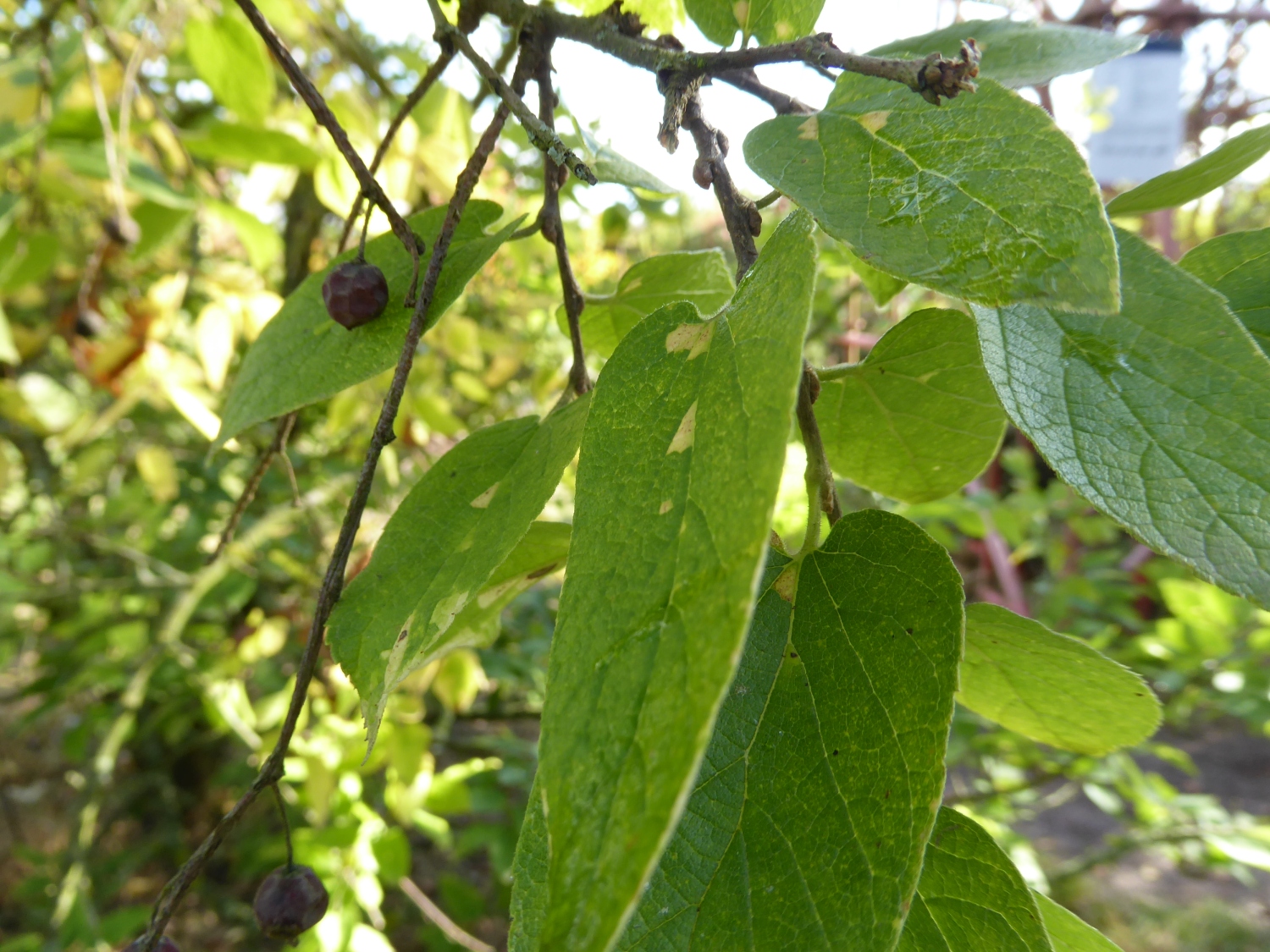 Celtis reticulata - Tharandt - Okt. 2023