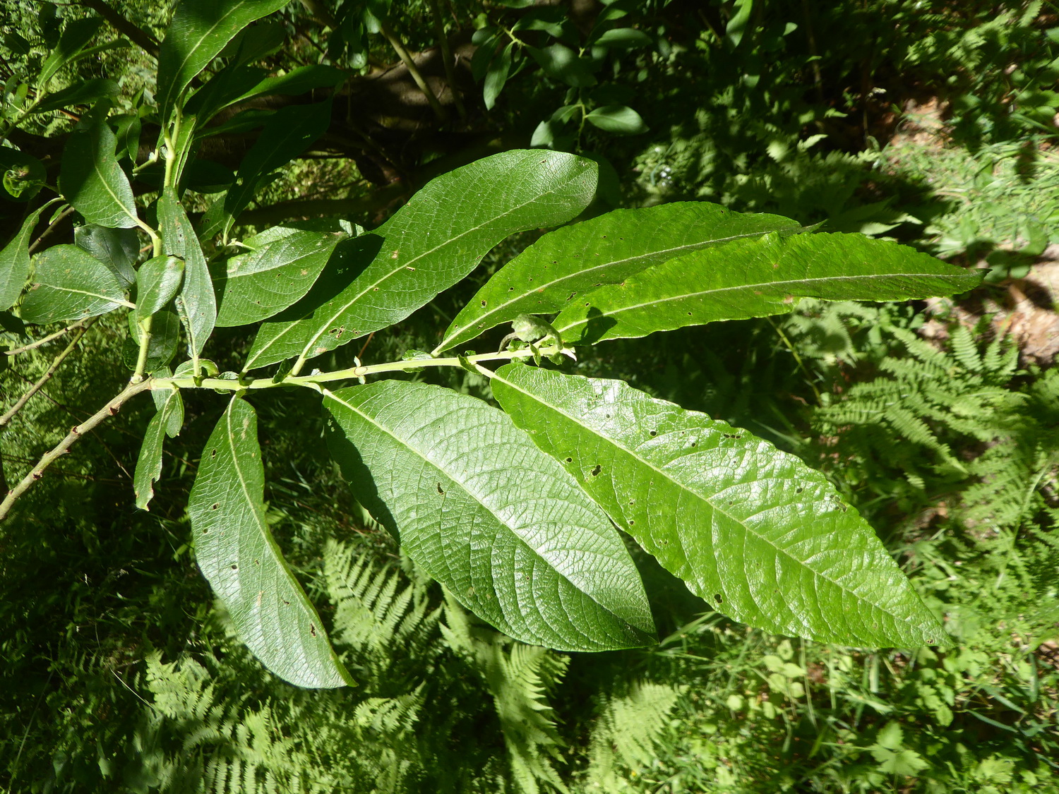Salix appendiculata - Tharandt - Juni 2022