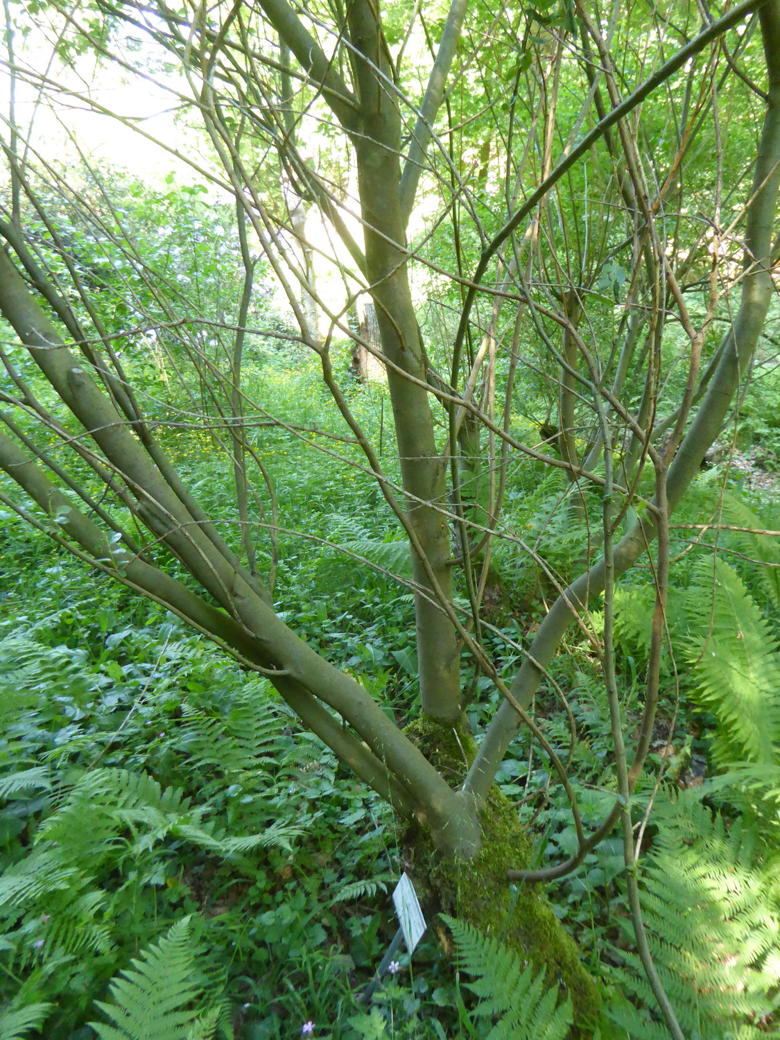 Salix abscondita - Tharandt - Juni 2017