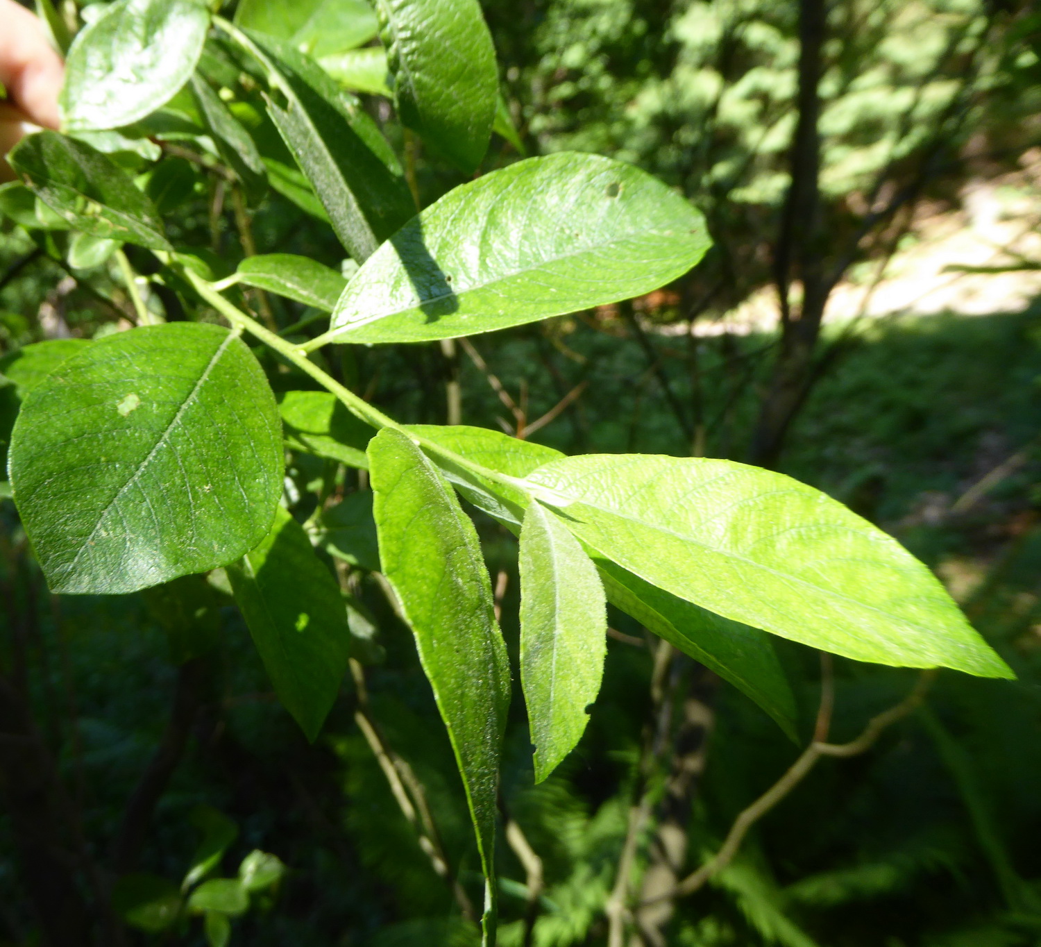 Salix abscondita - Tharandt - Juni 2017