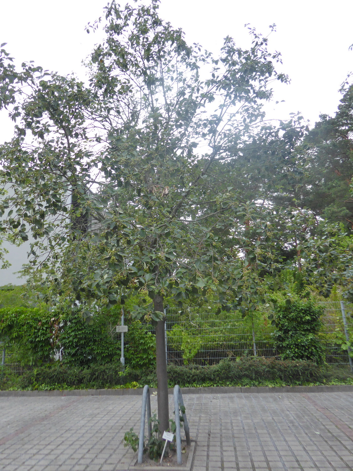Sorbus aria 'Majestica' - Dresden-Blasewitz - Juli 2022
