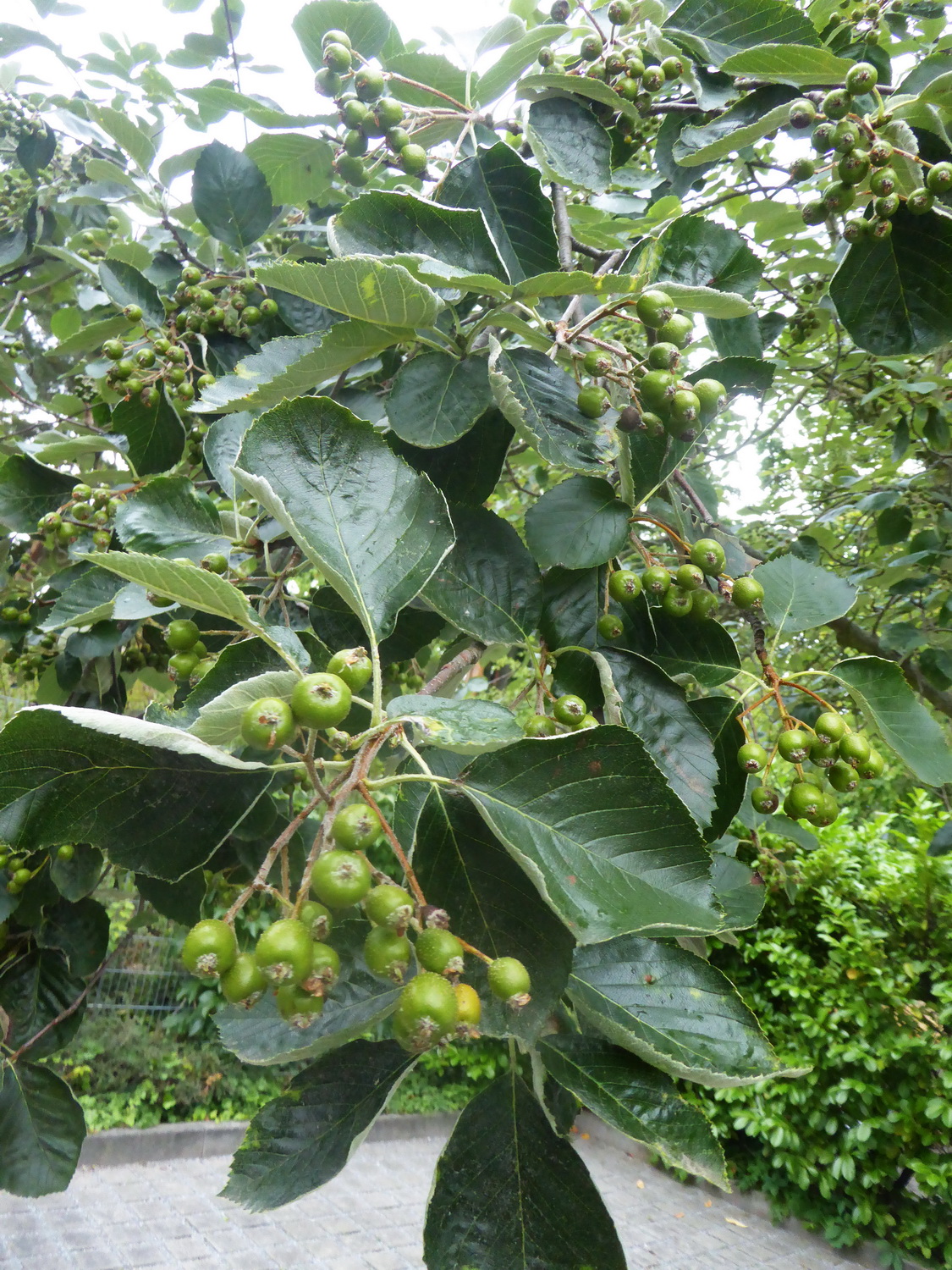 Sorbus aria 'Majestica' - Dresden-Blasewitz - Juli 2022