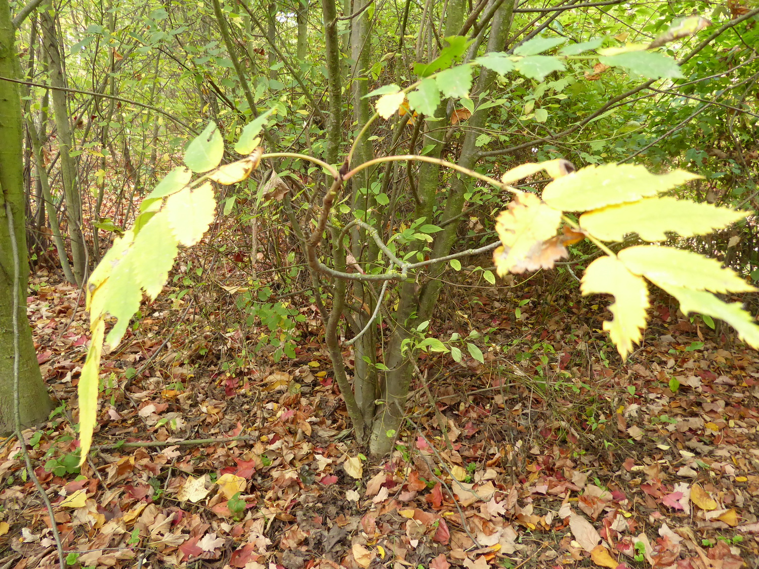 Sorbus decora - Tharandt - Oktober 2022