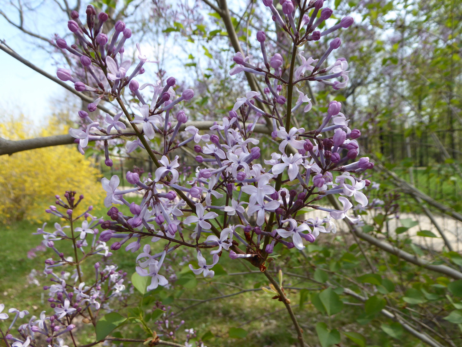 Syringa oblata var. dilatata - Dresden - April 2022