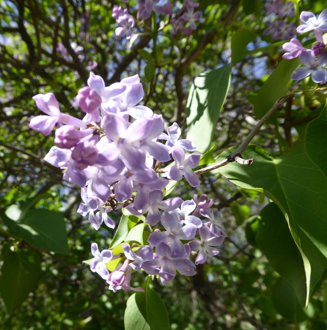 Syringa vulgaris 'Ambassadeur' - Dresden-Neustadt - April 2022