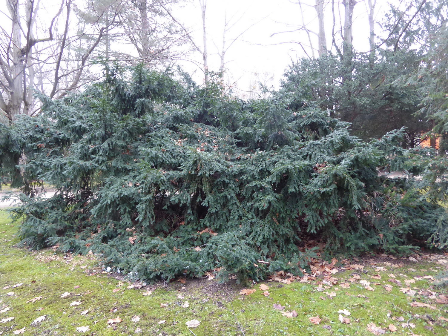Taxus baccata 'Nissens Corona' - Dresden - Februar 2025