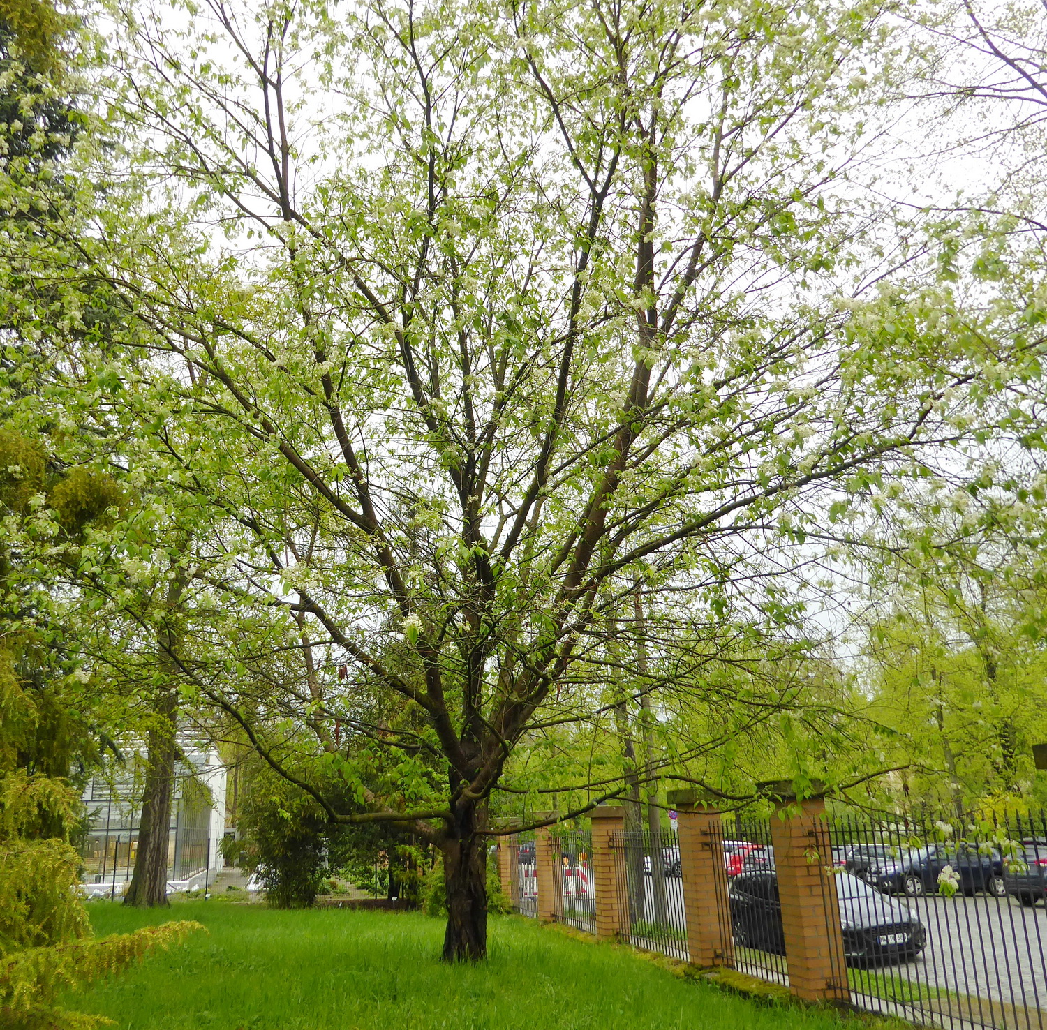 Prunus maackii - Leipzig - April 2025