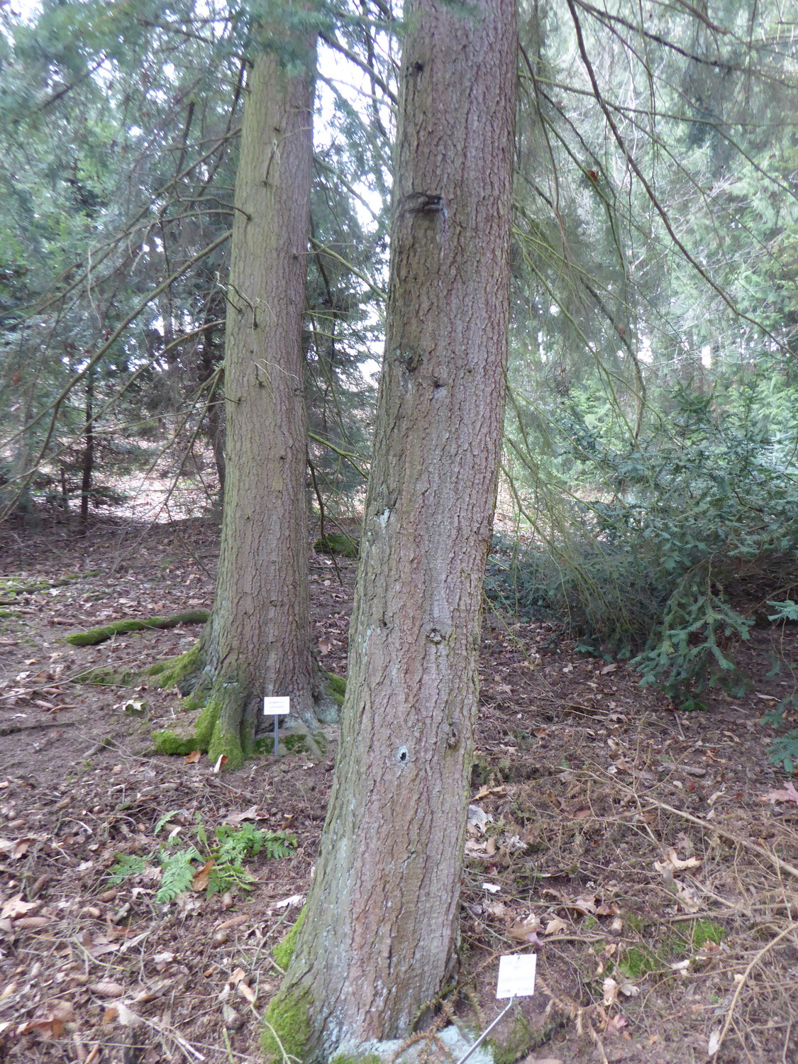 Tsuga caroliniana - Tharandt - März 2022