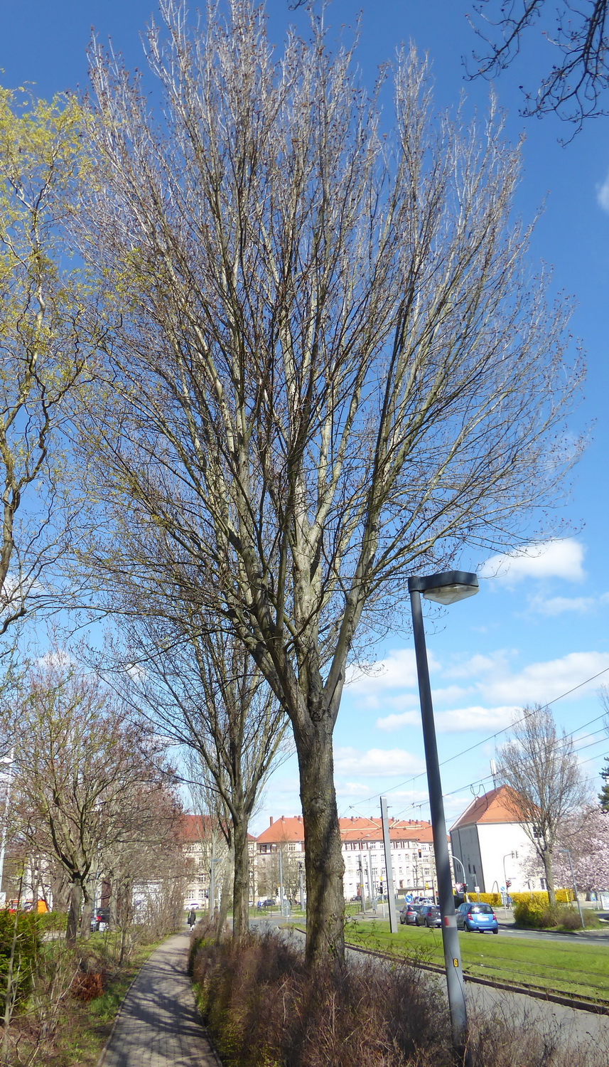 Ulmus 'Regal' - Dresden-Plauen - April 2023