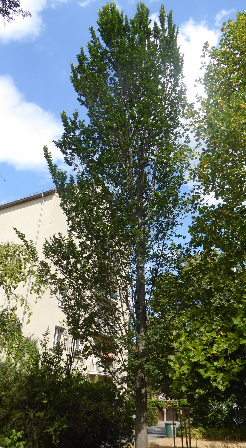 Ulmus × hollandica 'Columella' - Dresden-Striesen - August 2022