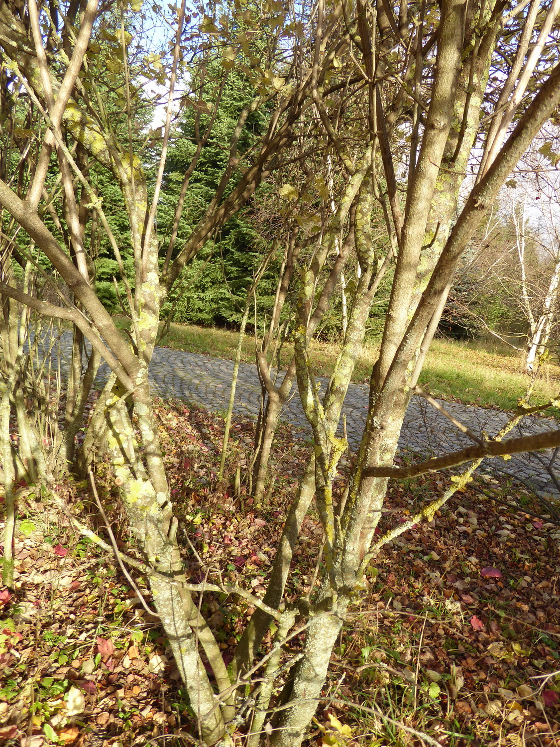 Viburnum opulus var. americanum - Tharandt - November 2023