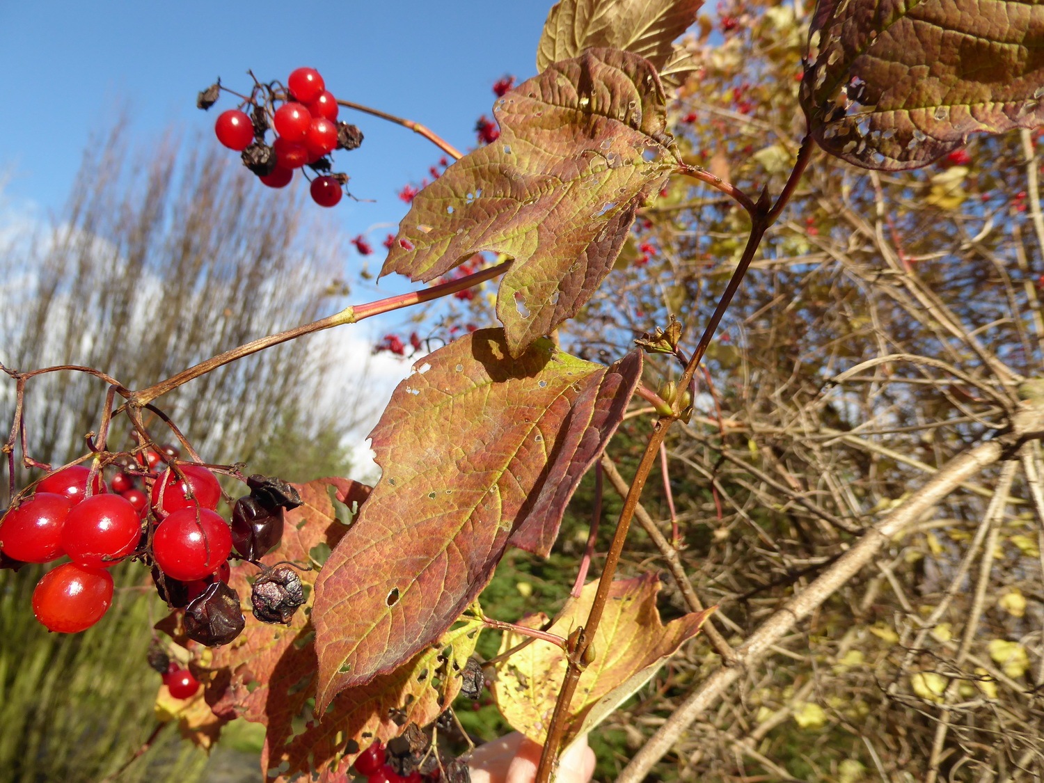 Viburnum opulus var. americanum - Tharandt - November 2023