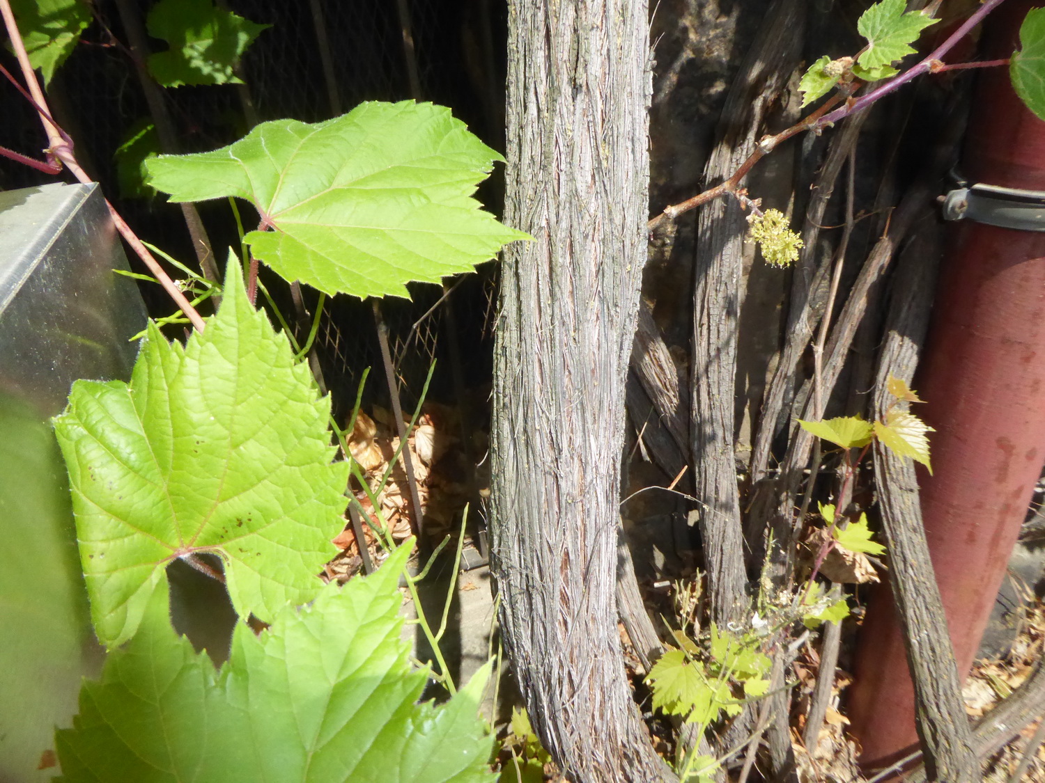 Vitis amurensis - Dresden-Südvorstadt - Juni 2017