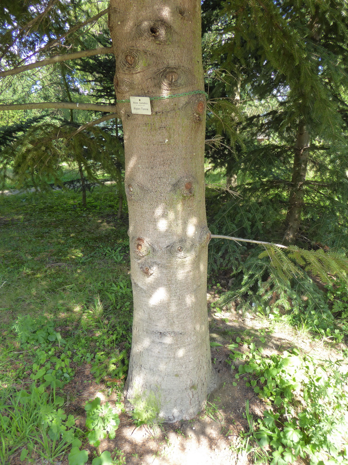 Abies numidica - Dresden - September 2015