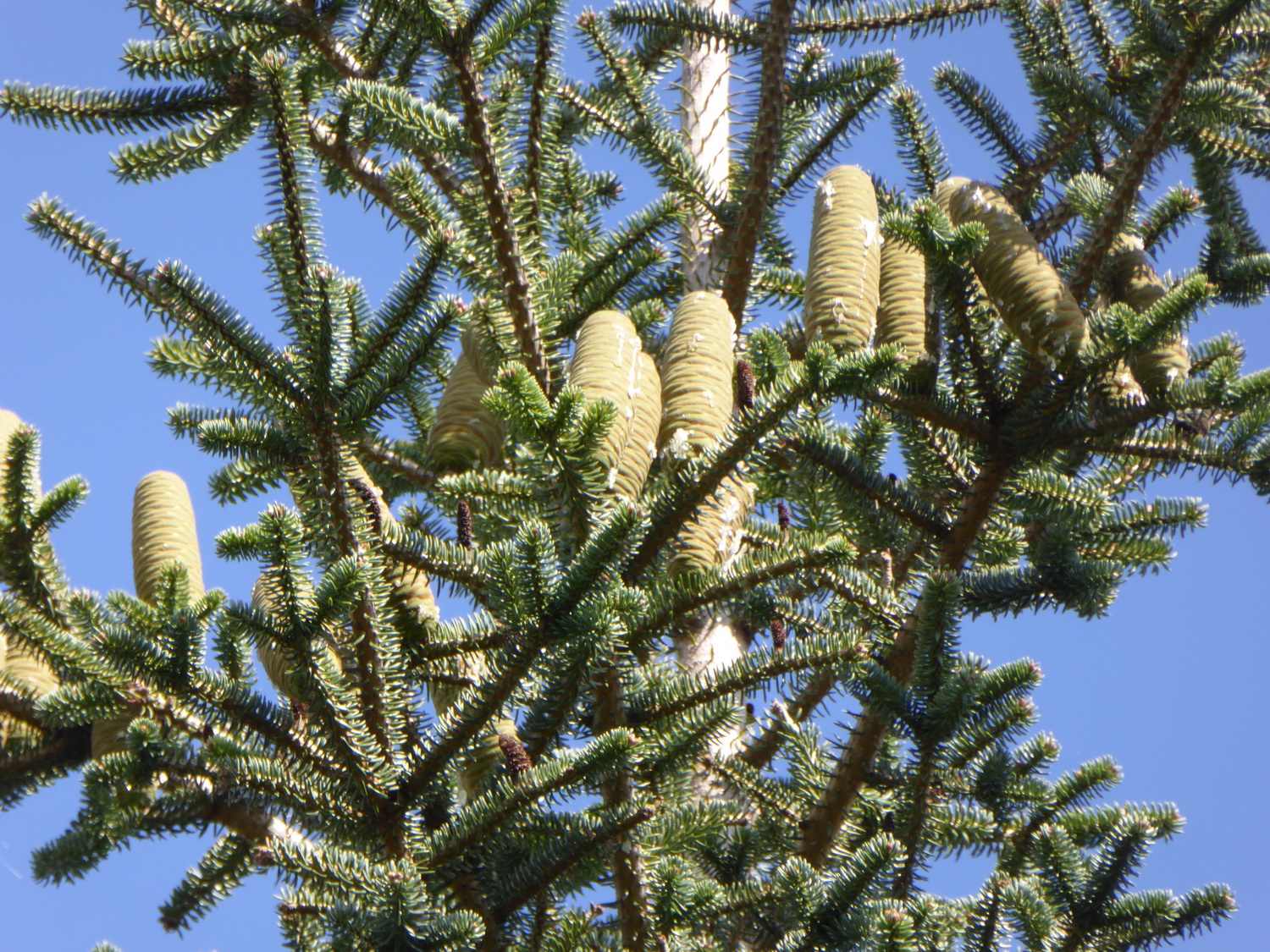 Abies numidica - Dresden - September 2015