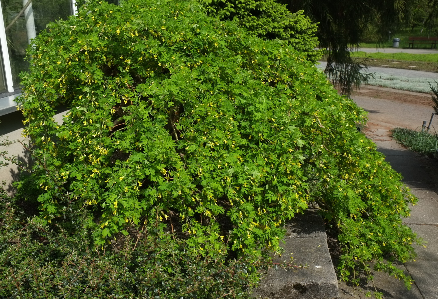 Caragana arborescens 'Pendula' - Dresden - April 2014