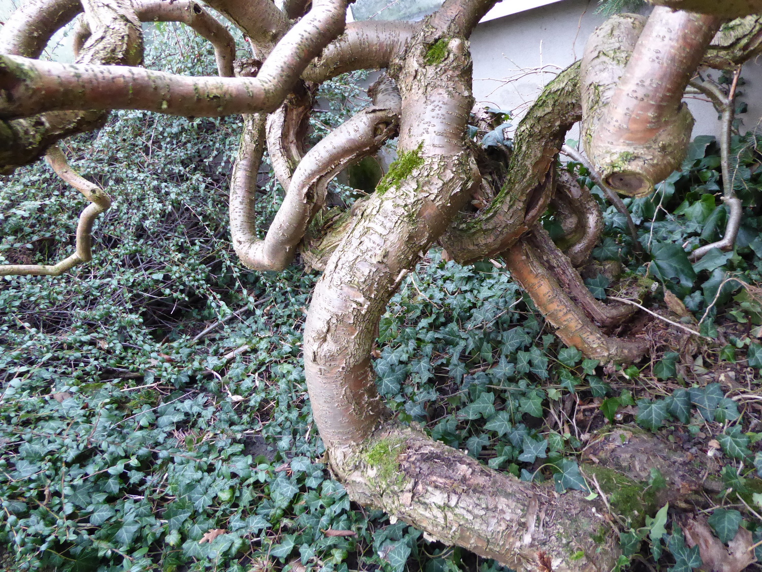 Caragana arborescens 'Pendula' - Dresden - Januar 2023
