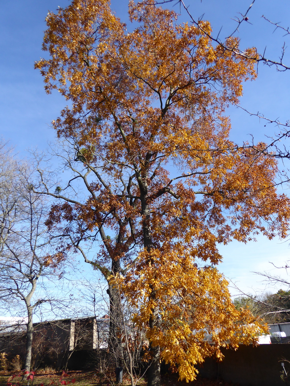 Carya tomentosa - Dresden - November 2021