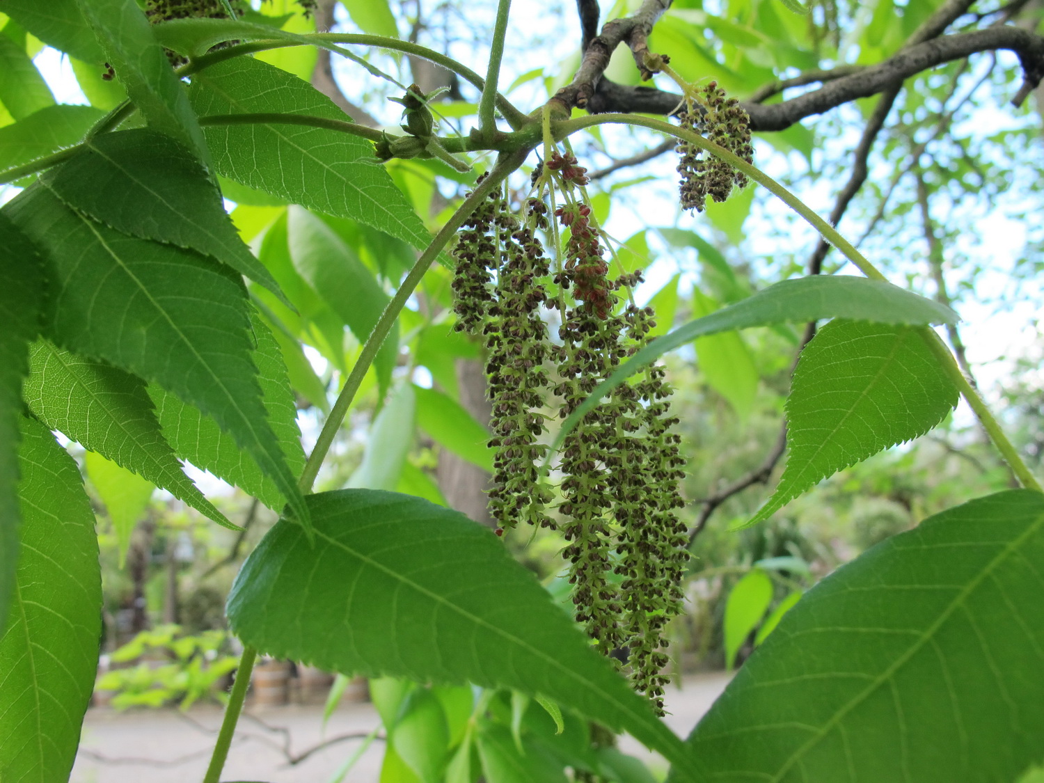Carya tomentosa - Dresden - Mai 2013