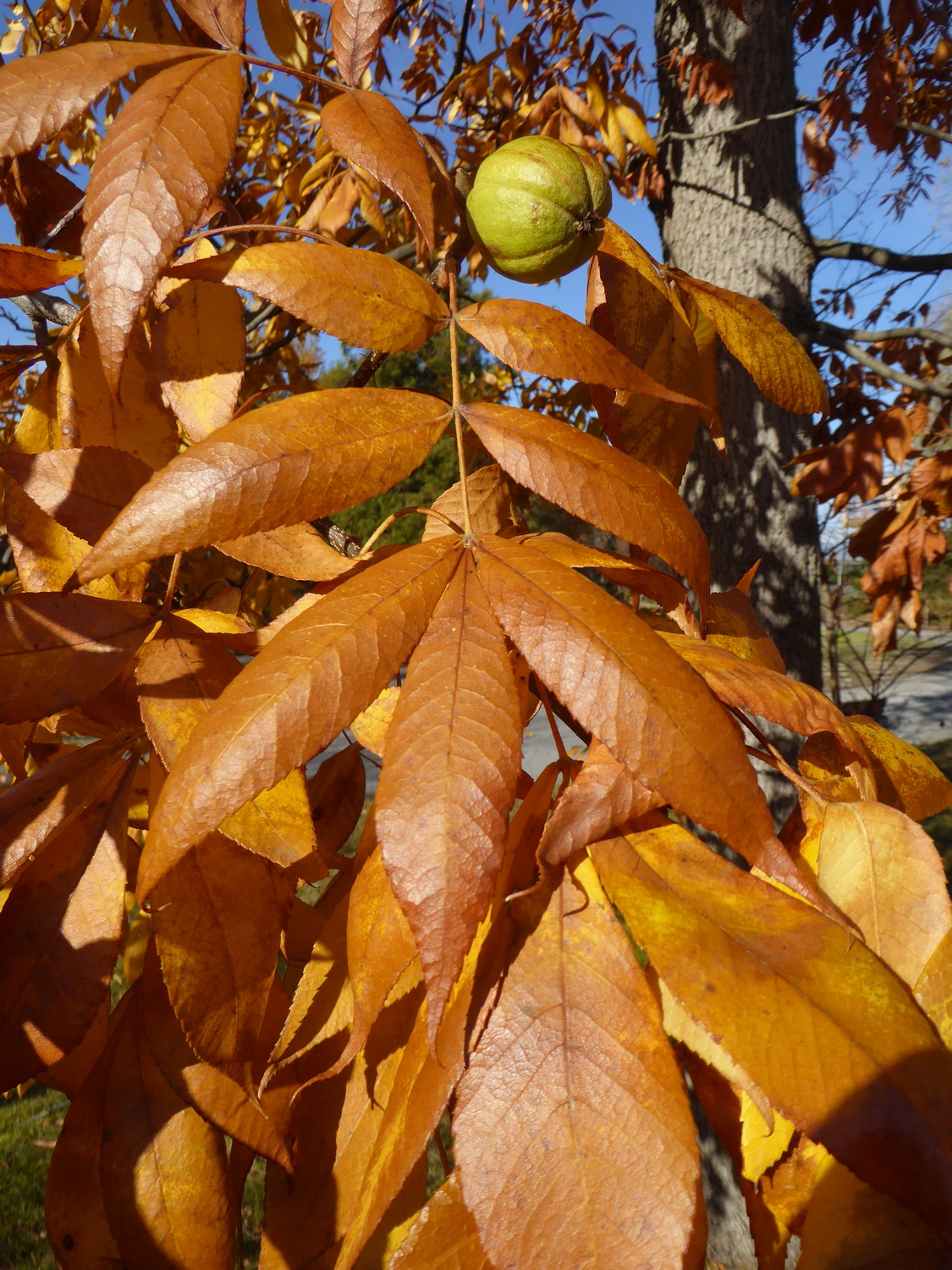 Carya tomentosa - Dresden - November 2021