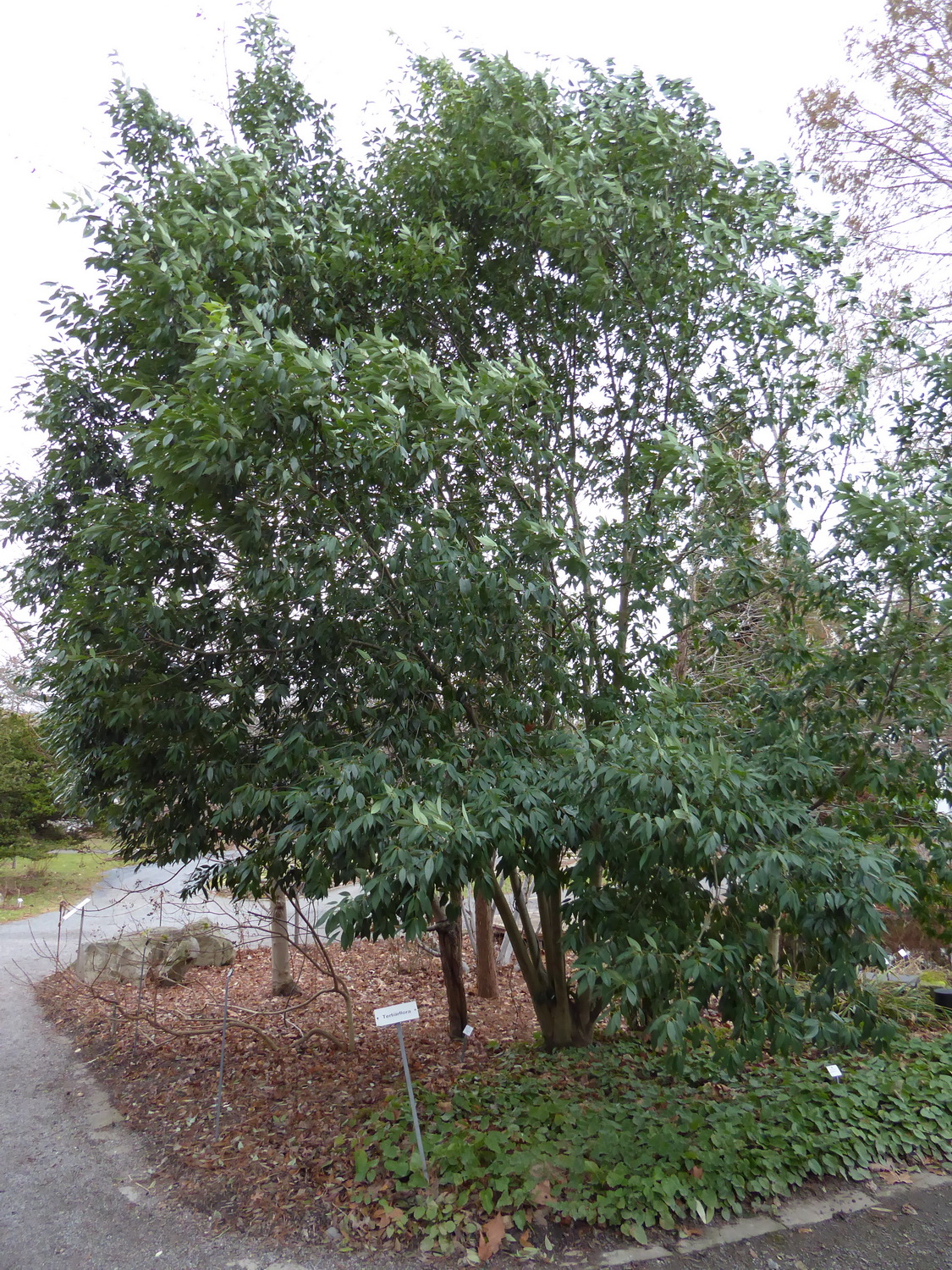 Quercus myrsinifolia - Dresden - Januar 2023