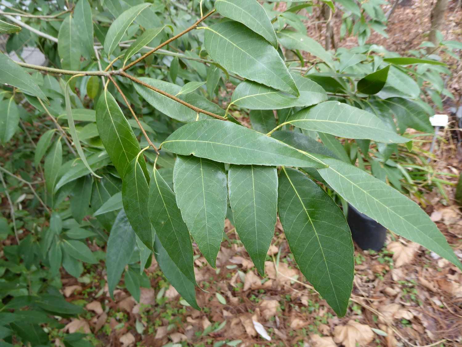 Quercus myrsinifolia - Dresden - Januar 2023