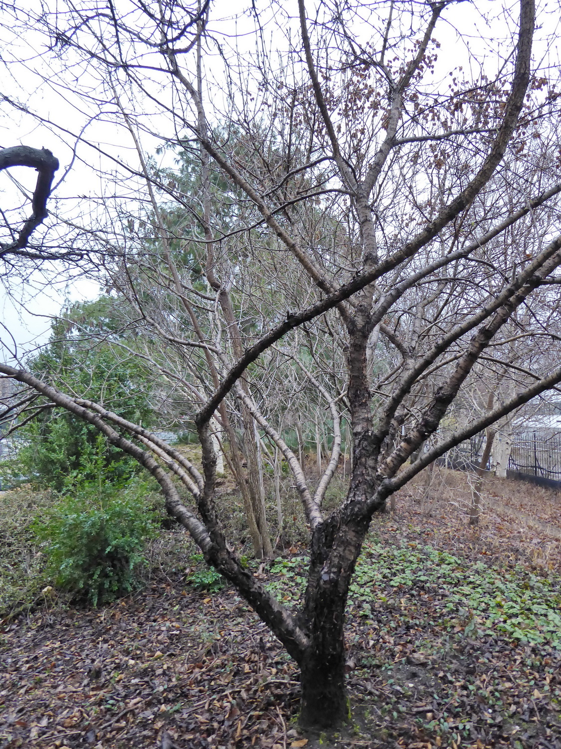 Rhamnus davurica - Dresden - Februar 2023