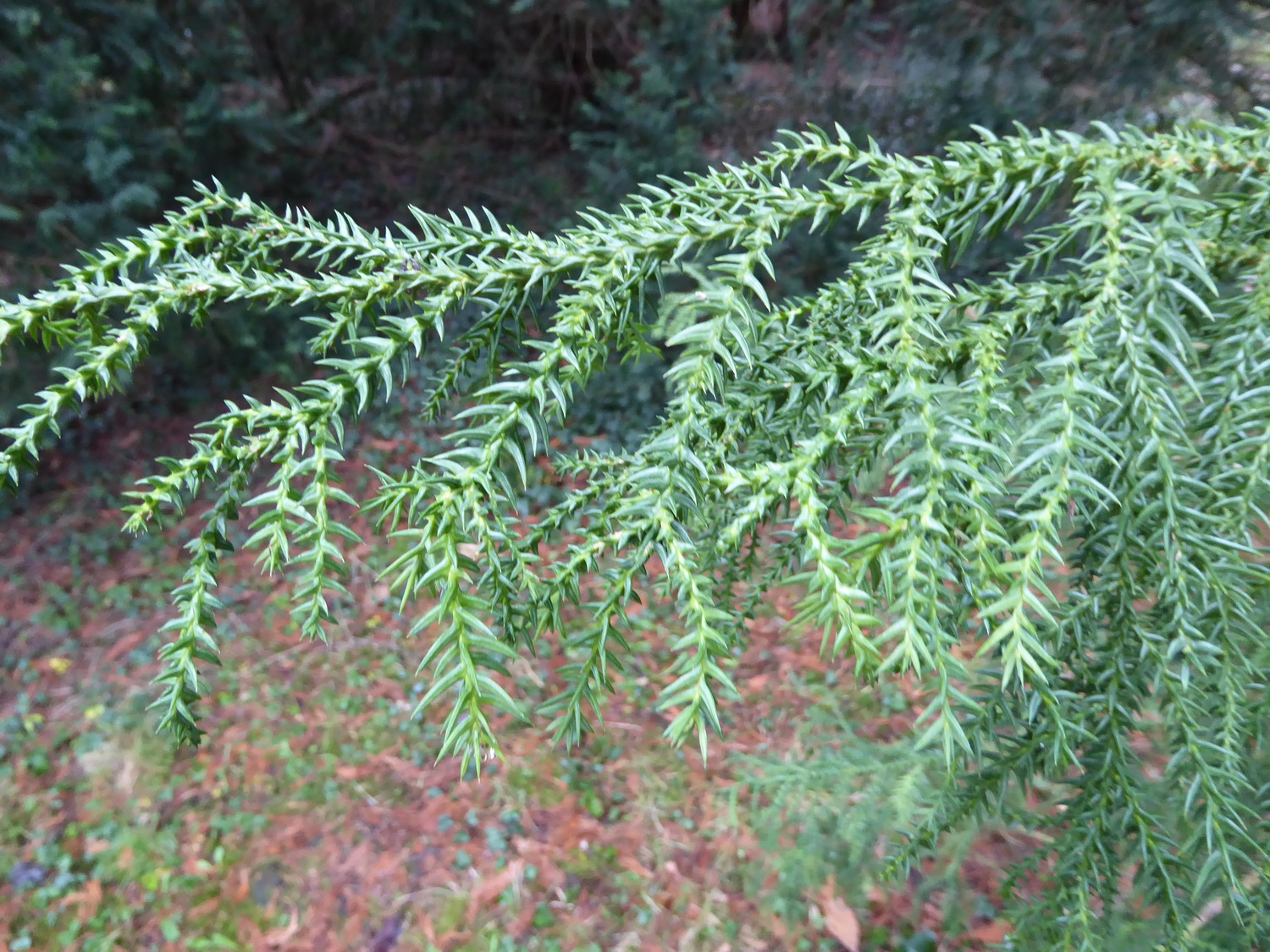 Taiwania cryptomerioides - Dresden - Februar 2023