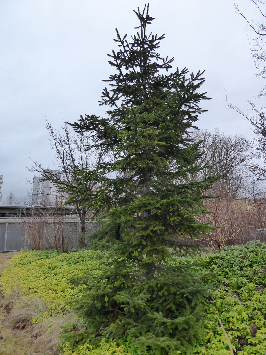 Abies faxoniana - Dresden - Februar 2023