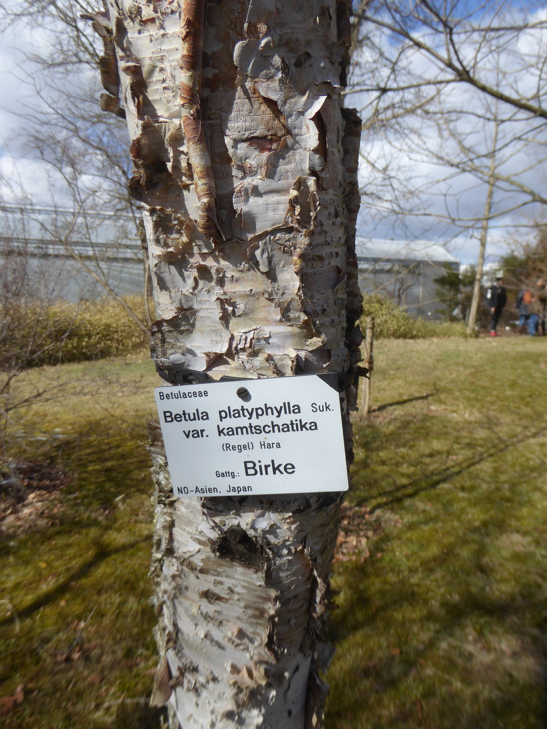 Betula platyphylla - Dresden - März 2018