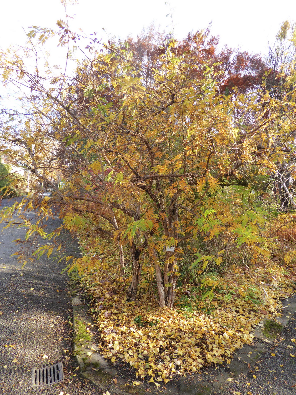 Rosa roxburghii - Dresden - November 2021