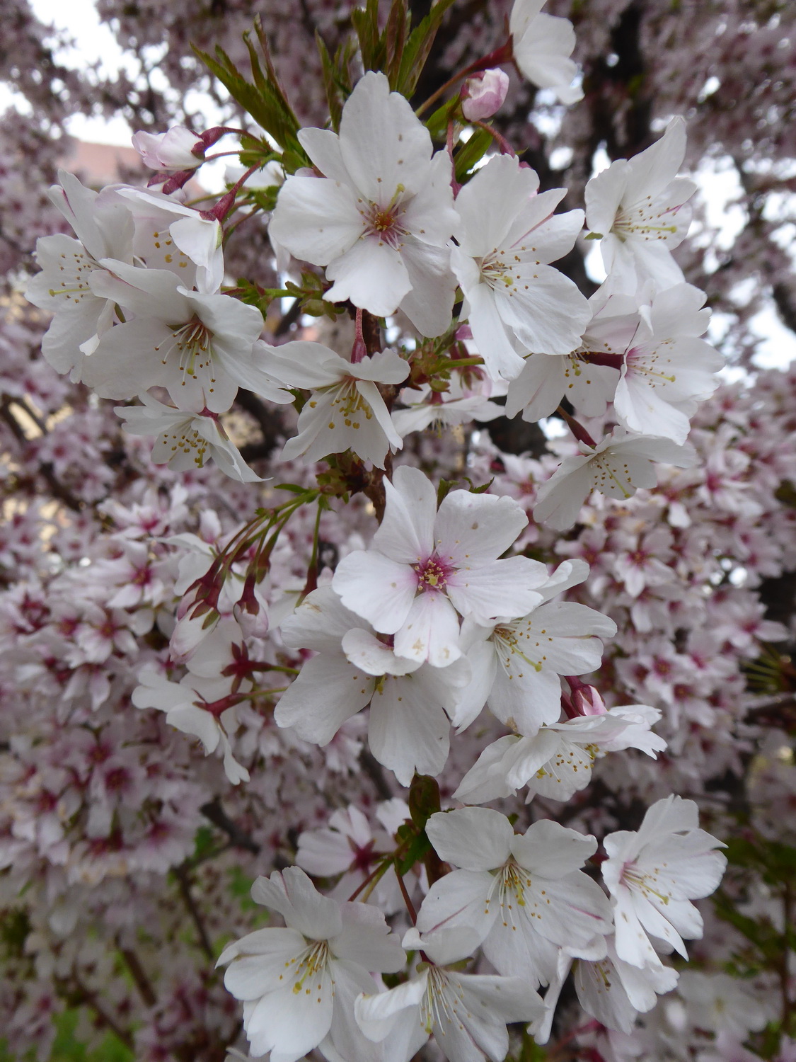 Prunus nipponica var. kurilensis 'Brilliant' - Dresden-Leuben - April 2021