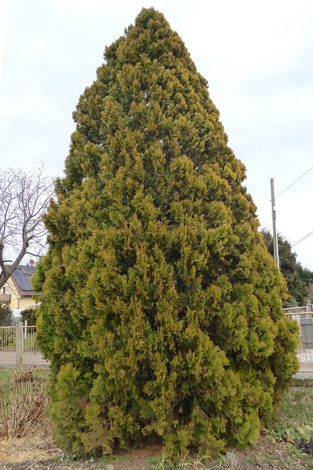 Platycladus orientalis 'Pyramidalis Aurea' - Dresden-Cotta - März 2021