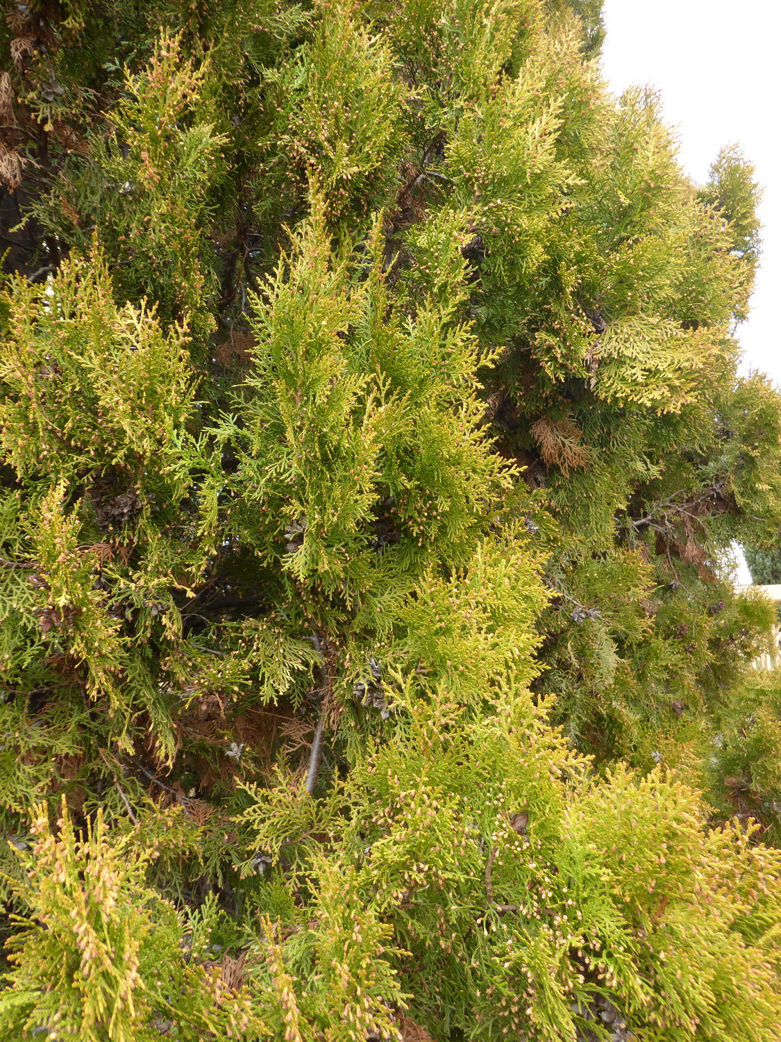 Platycladus orientalis 'Pyramidalis Aurea' - Dresden-Cotta - März 2021